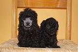 CANICHE TOY 002